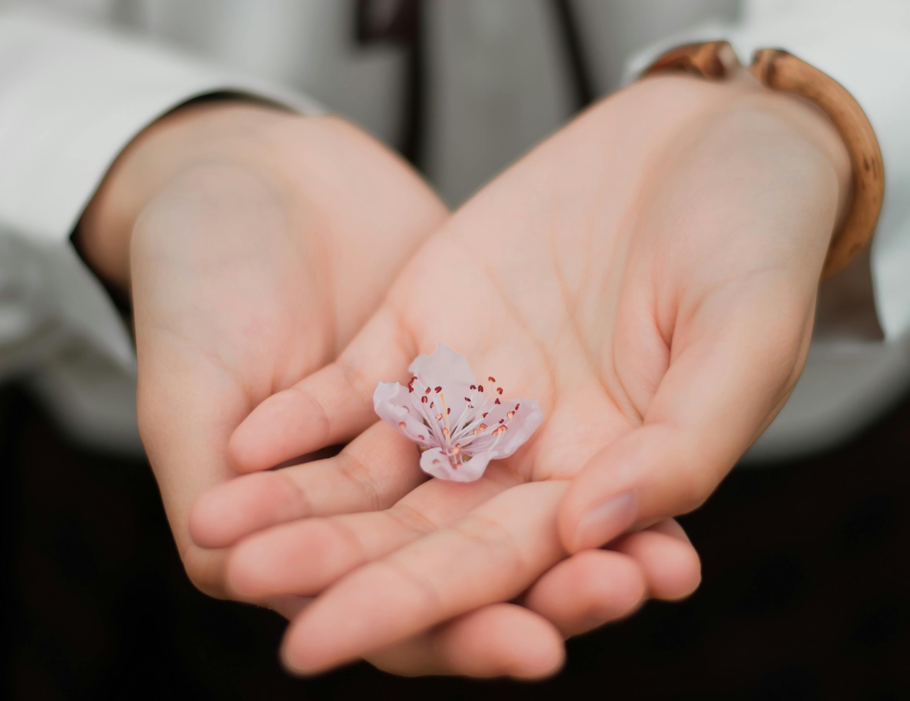 Hands holding a flower
